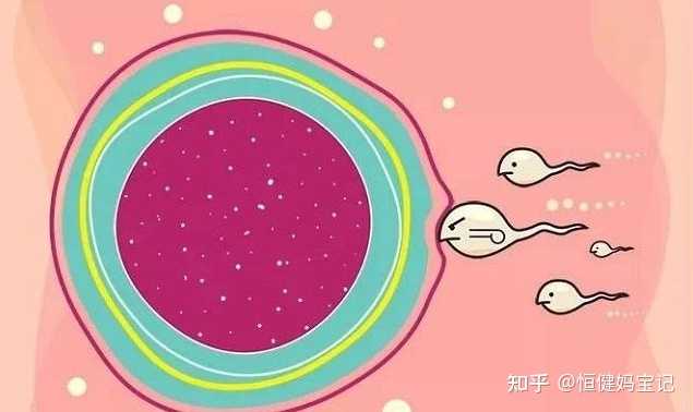 影响南昌大学第一附属医院借卵生男孩成功率的因素有：卵子质量，精子质量，