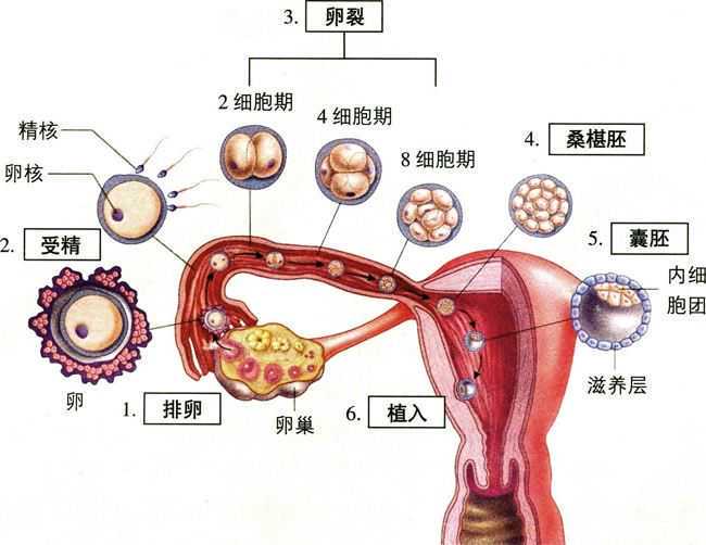 代怀生男孩捐卵_代怀需要什么条件_江西九江试管需要多少钱?